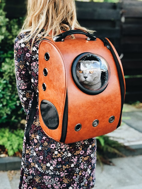 Luxury Cat Sanctuary Experience