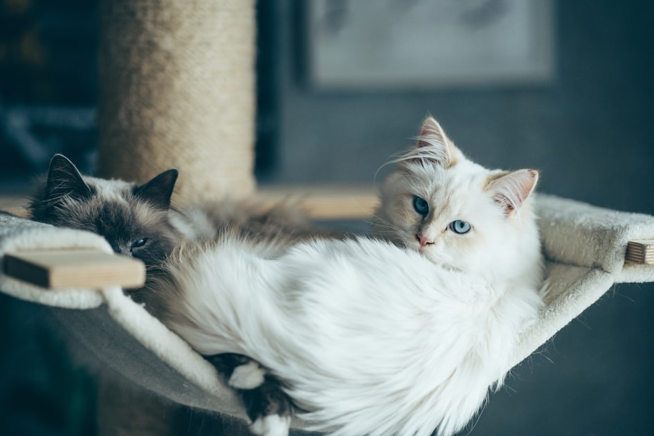 Personalized Cat Care Plans