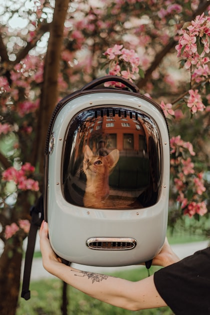The Role of Cat Enrichment