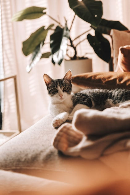 Connecting Through Cat Social Media